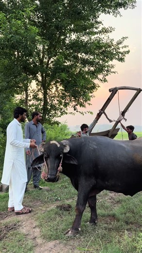 Exploring Moazzam Tufail Jutt’s Dairy Farm Success