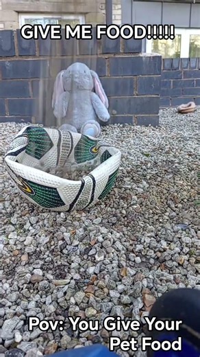 My Bunny Is HUNGRY!!!!