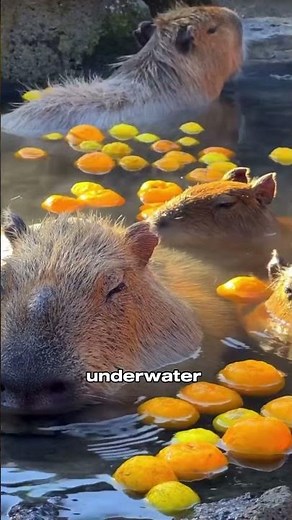 Capybara: The Chill Giant of the Animal Kingdom 🐾🌿 | Daily Animal Facts