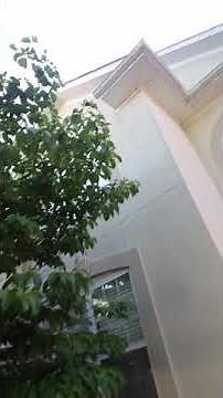 How to prune a dogwood tree? P1