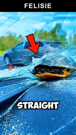 Why Do Turtles Get Stuck on Car Windshields? You Won’t Believe It! 🐢🚗😱