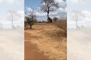 Elephant knocks down a massive tree in the Kruger [watch]