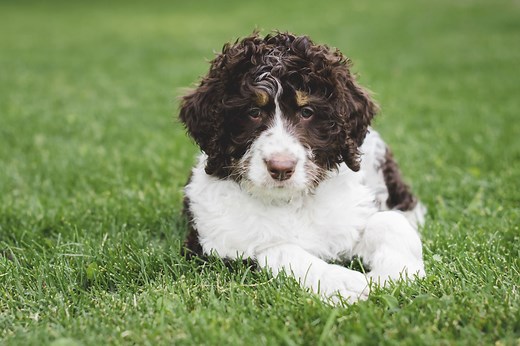 Bernedoodle | zooplus Magazine