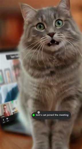 Cat Accidentally Joins a Zoom Meeting #animals #cat #viral #shorts #fyp