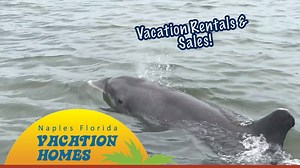 18 reactions |  You dolphin-itely have to visit Naples, Florida and stay in one of our vacation rentals! Book your next vacation directly  https://www.naplesfloridavacationhomes.com/ | Naples Florida Vacation Homes | Facebook