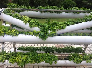 [Hot Item] Vertical PVC Trough Hydroponic Strawberry Growing Systems in Greenhouse