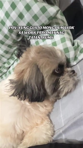 Tantrums ng Shih Tzu habang nagtatrabaho si Mommy