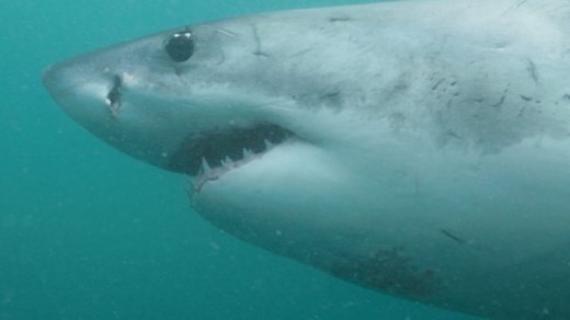 Camo Sharks documents hunt for evidence that great white sharks change color