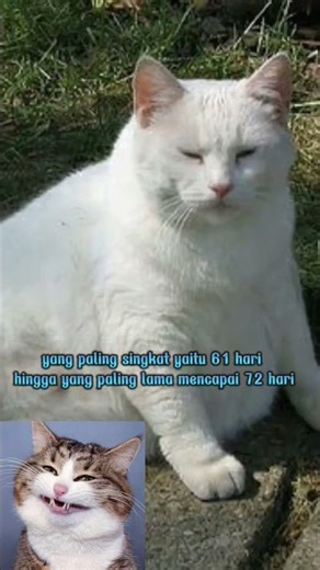 Berapa Lama Kucing Hamil