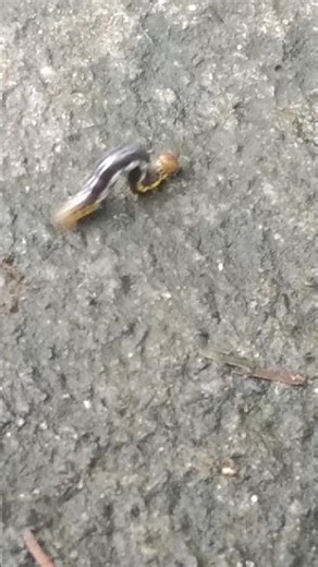 Looper Caterpillar on the move #caterpillar