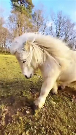 Miniature Horse Compilation That's Too Adorable #cute #animals #shorts
