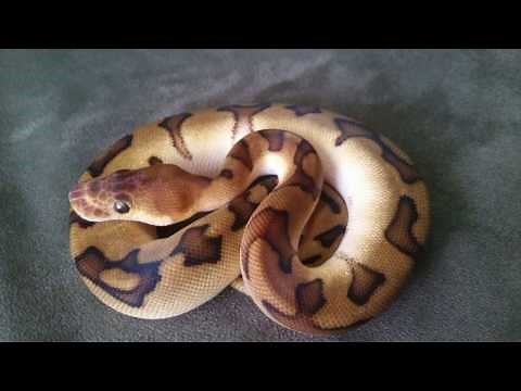 G-Stripe Clown Ball Python - Insane!