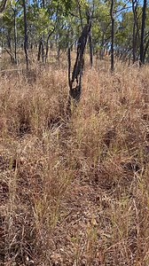 453 reactions · 23 comments | The mumblings of an old prospector. Have a plan #plan #prospector #prospecting #mumbling #bighill #longwalks #notromantic #gold #fnq | Andy Leahy | Facebook