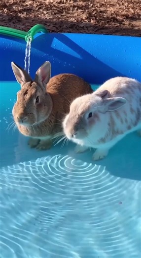 So happy 😍 #shorts #wholesome #animals #cute