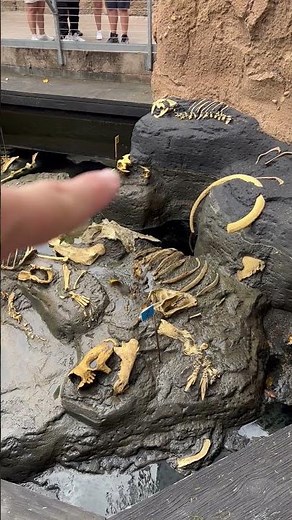 The Extinct American Lion / Check Out The Size of This Thing!!