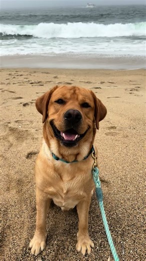 Exploring the Charm of Yellow Labrador Retrievers