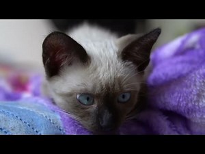 Blue eyed kitten