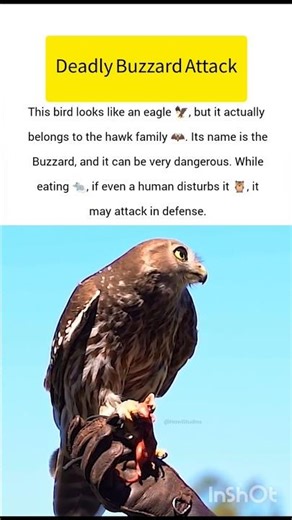 Deadly Buzzard Attack #buzzard #ukwildlife #usawildlife #wildlife #shorts