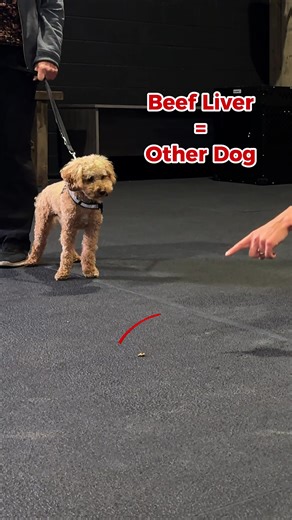 Effective Dog Training Techniques with Beef Liver