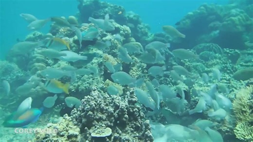 Why coral reef conservation matters and what threatens these vital marine ecosystems