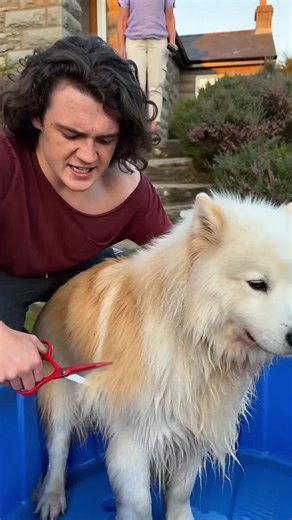 Tired of painful tugging when brushing your fluffy pup or long-haired cat? 🐶🐱This dual-sided dematting rake glides straight through matted undercoat without scratching sensitive skin.#PetGroomingUK #DogDemattingComb #CatGroomingTools #tiktok #fyp