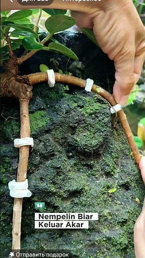 HOW TO FORM A BEAUTIFUL BUSH