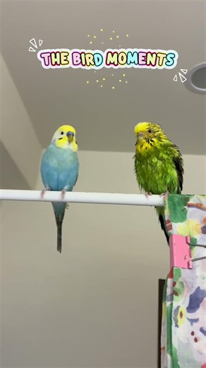 Happy Bird Moments快樂鳥時光💕