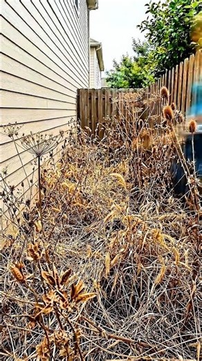 Amazing Side Yard Garden Makeover 🌸 | Small Space Landscaping Transformation