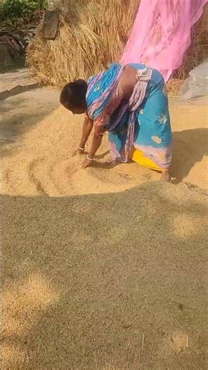 Drying the Paddy in the Sun #1200 #sandhyasvillagelife #villagelife #paddy