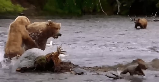 Selfless Mama Bear Tries To Fight Off Giant Male To Protect Her Cubs In Katmai National Park | Whiskey Riff
