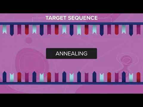 Polymerase Chain Reaction
