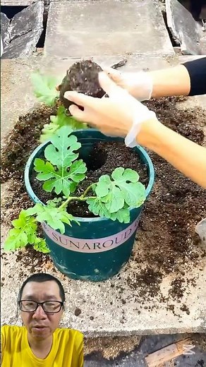 Cách trồng cây dưa hấu trong chậu