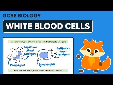 White Blood Cells - GCSE Biology