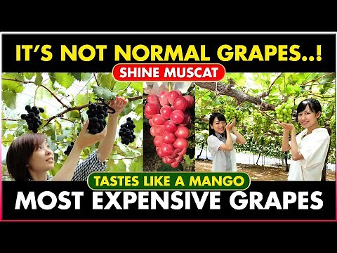 SHINE MUSCAT | Do you know about this fruit? Most expensive fruit in grapes