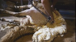 A close-up view of a sheep being sheared in a rural barn. The shearer uses an electric shearing tool to remove the sheeps wool.