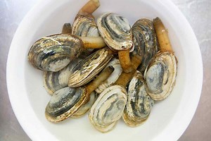How long will clams last in a bucket of salt water? [2025] | QAQooking.wiki