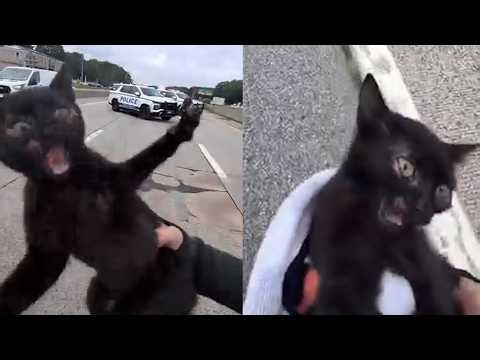 Kitten Upset After It's Rescued While Asleep On Freeway Divider
