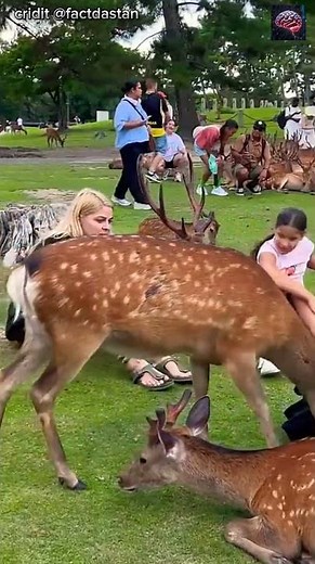 “Japan’s Magic Deer Park… The Truth No One Told You!”