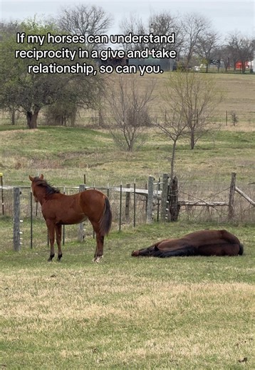 Horses > #fyp #love #reciprocity #giveandtake