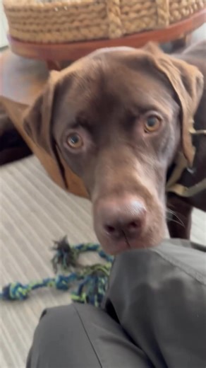 Meet Whiskey - Your Sweet Chocolate Companion! Available from The Farm Dog Rescue I am a 2-year-old chocolate Lab with a heart as soft as my fur. If you are looking for a big love bug who thinks he is a lap dog I am your guy! Great with dogs Love kids Total couch cuddler Allergy alert: I have got a few, so you will need to keep an eye on them. Leash manners? I am working on it! (Lets just say I am enthusiastic on walks) I am looking for a family who wants a forever buddy to give attention, snugg