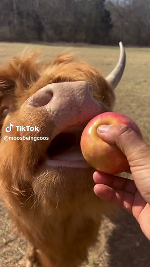 #cows #coos #moo #cow #highlandcow #AnimalsOfTikTok #PetTikTok #CuteFarmAnimals #animalintiktok #FarmAnimalTikTok #animaltiktok #DailyAnimalVideos #PetTiktoks