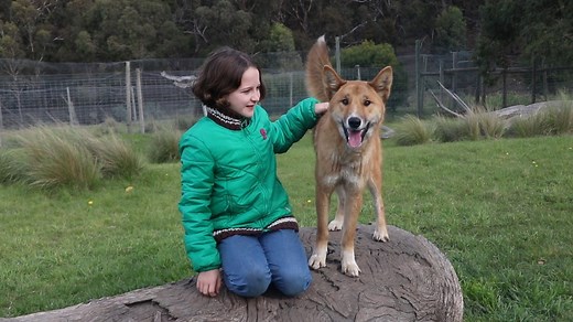 When Wandi was a puppy, he was taken by an eagle and dropped in a suburban backyard. This is his story. | The Age