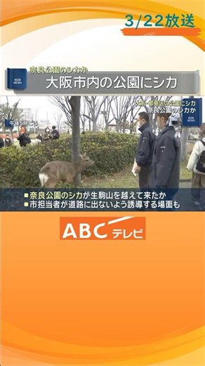 大阪市中心部の公園に居座るシカ 道路に出ないよう市の担当者が誘導 奈良公園のシカが生駒山を越えて来たか 近づかないよう呼びかけ