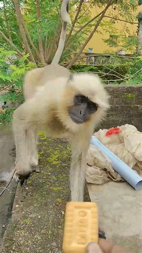 monkey shot video 🐒🐒🐒