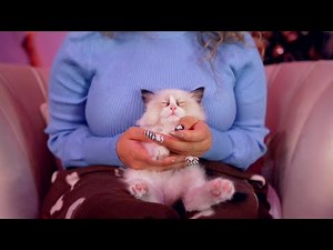 ASMR • Kitten Massage (brushing, treats, kisses, purr)🐱
