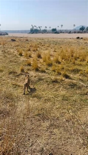 932K views · 14K reactions | Great video of an attempted predation on young buffalo by our guests Diletta Bertoni and Iacopo Casali #WildEscape #AuthenticSafari #SafariAdventure #ExploreTheWild #ruahanationalpark #lions | Mdonya Old River Camp - Ruaha | Facebook