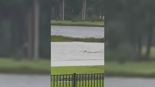 Video of a Shark Swimming in the Street Goes Viral After Hurricane Ian Hits