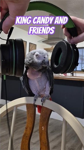 A bird's reaction to Sabaton #parrot #talkingparot #birds #sabaton #funnyanimals #feathers