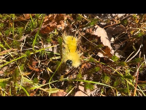 American Dagger Moth Caterpillar