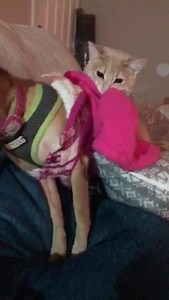 45 reactions · 13 shares | Look at Clementine and her foster sister kitty sharing some quality down time together! Clementine is a very patient and friendly 9 year old chihuahua looking for a new home, learn more about her here - https://www.svpetproject.org/animals/detail?AnimalID=13437072. #adopt #adoptme #adoptdontshop | Silicon Valley Pet Project | Facebook